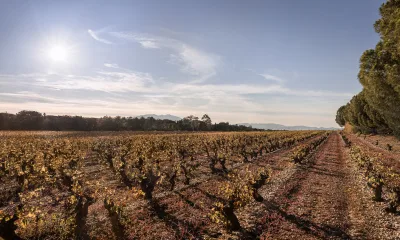MAS LLARO - LES BOUGAINVILLIERS à Perpignan