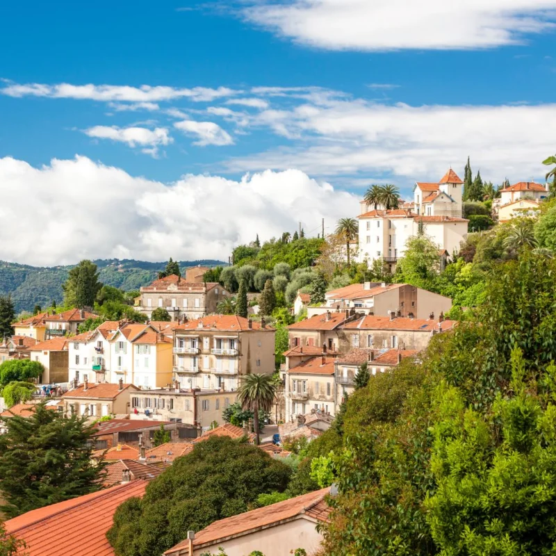 Les Mimosas à Grasse