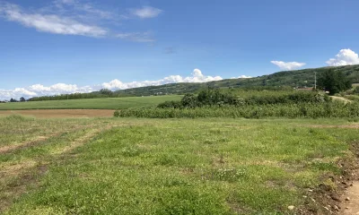 Le Buis à Anneyron
